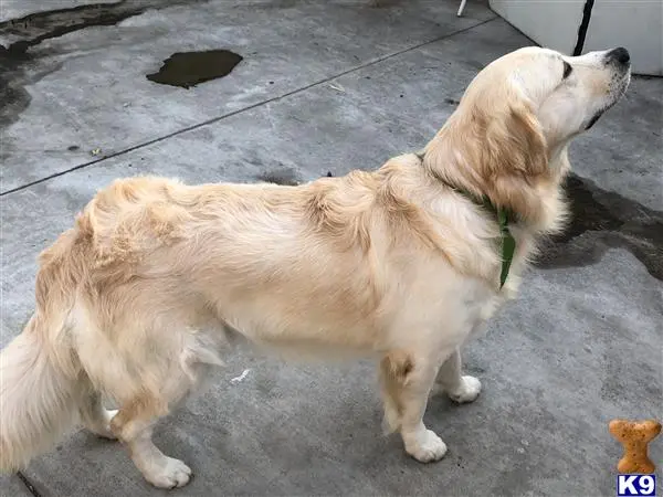 Golden Retriever stud dog