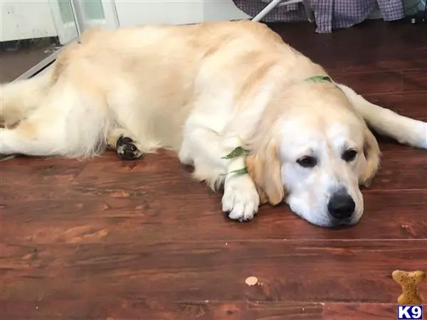 Golden Retriever stud dog