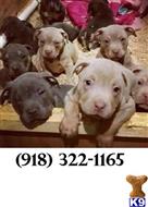 staffordshire bull terrier puppy posted by selvwayne1980