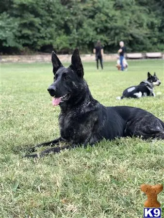 German Shepherd stud dog