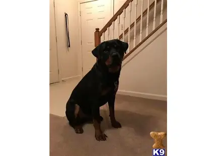 Rottweiler