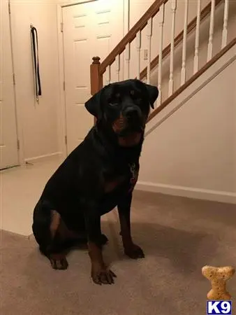 Rottweiler stud dog