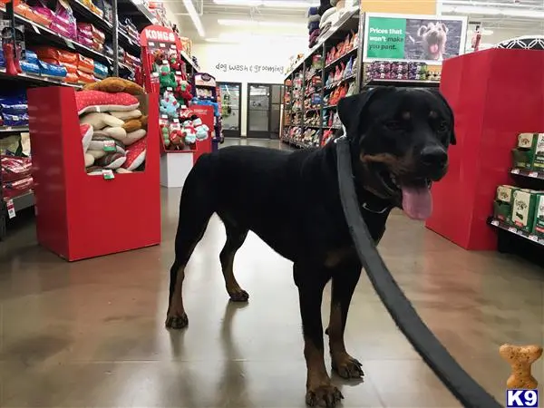 Rottweiler stud dog