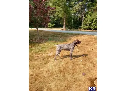 German Shorthaired Pointer