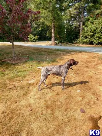 German Shorthaired Pointer stud dog