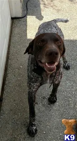 German Shorthaired Pointer stud dog