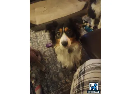 Miniature Australian Shepherd