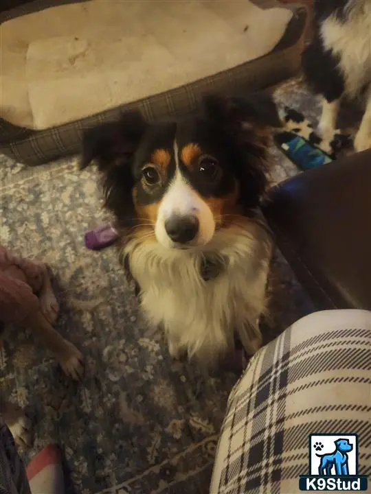 Miniature Australian Shepherd