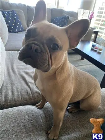 French Bulldog stud dog