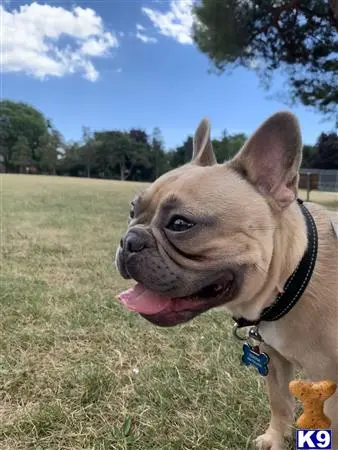 French Bulldog stud dog