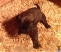 mastiff puppy posted by sesco