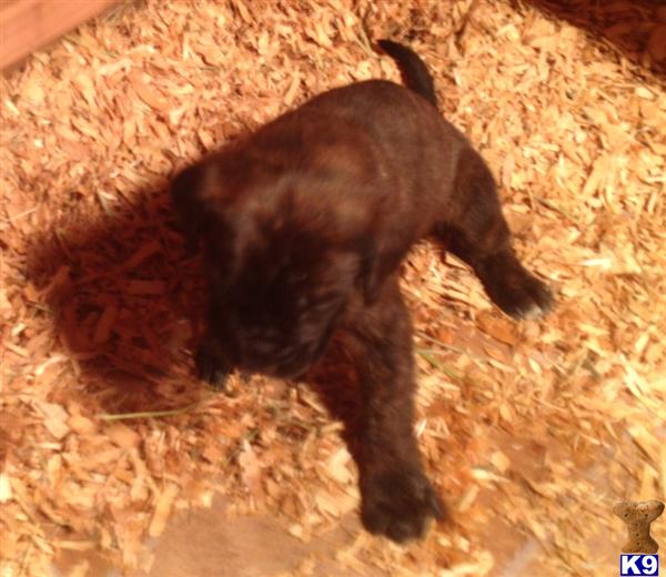 mastiff puppy posted by sesco