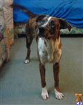 Catahoula stud dog: Brindle Catahoula with white markings, standing indoors