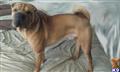 Chinese Shar Pei stud dog: Brown Chinese Shar Pei standing on a bed with relaxed posture