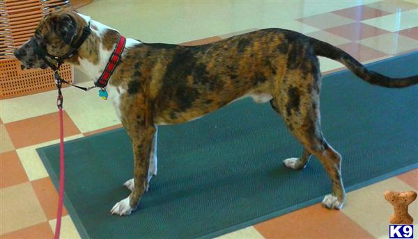 Catahoula stud dog