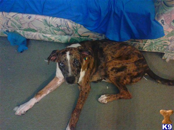 Catahoula stud dog