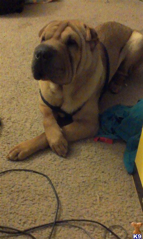 Chinese Shar Pei stud dog