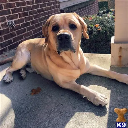 Labrador Retriever stud dog: a labrador retriever dog lying on the ground