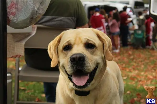 Labrador Retriever stud dog: a labrador retriever dog with its mouth open