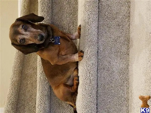 Dachshund