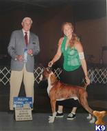 Boxer dog for sale: Brindle Boxer standing proudly with handler at a dog show