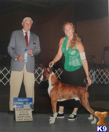 Boxer dog for sale: Brindle Boxer standing proudly with handler at a dog show