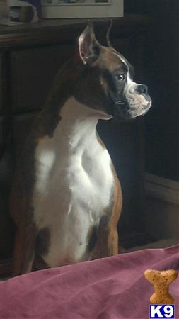 Boxer dog for sale: Brindle Boxer dog sitting and looking to the side