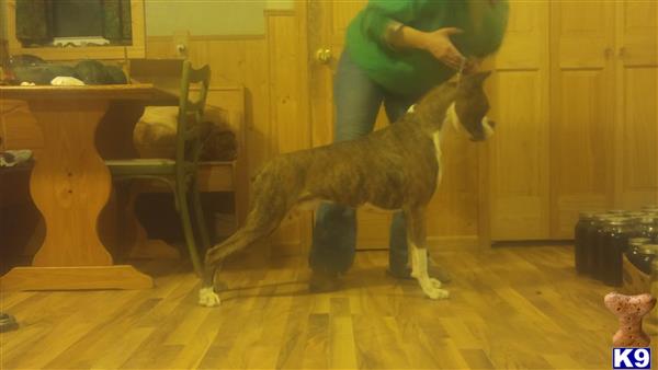 Boxer dog for sale: Brindle Boxer standing in a wooden room with a person