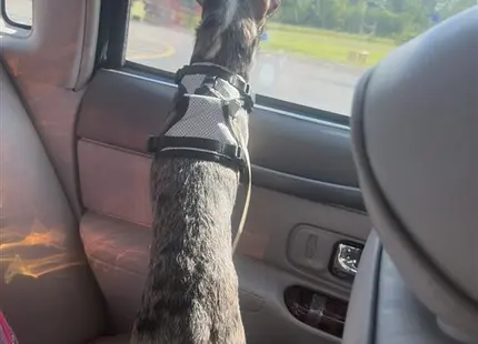 a chihuahua dog in a car