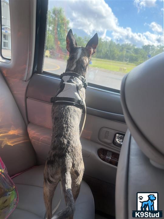 a chihuahua dog in a car