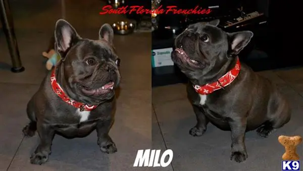 French Bulldog stud dog