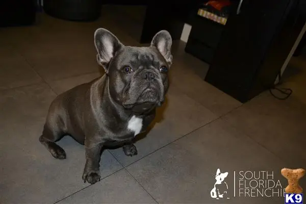 French Bulldog stud dog