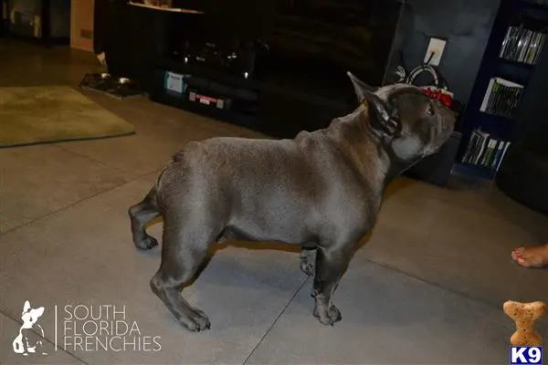 French Bulldog stud dog