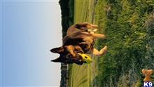 Franco available German Shepherd puppy located in Rochester