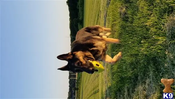 German Shepherd stud dog