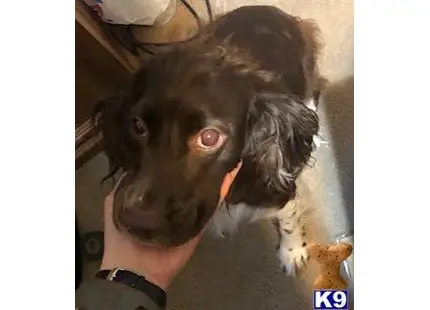 English Springer Spaniel
