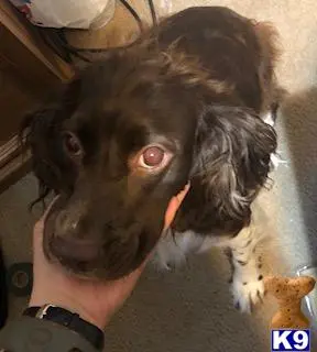 English Springer Spaniel female dog