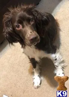 English Springer Spaniel female dog