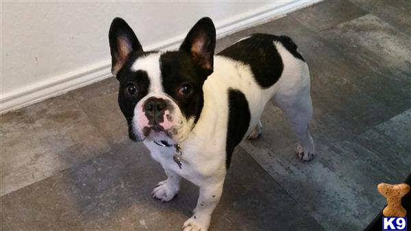 a black and white french bulldog dog