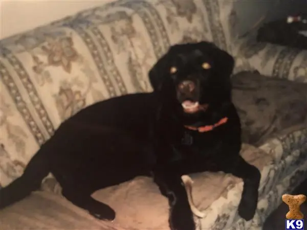 Labrador Retriever stud dog