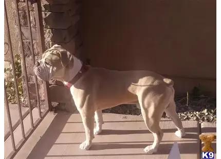 a old english bulldog dog and a old english bulldog dog standing on a porch