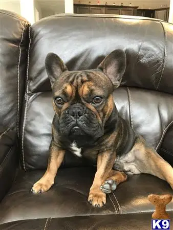 French Bulldog stud dog