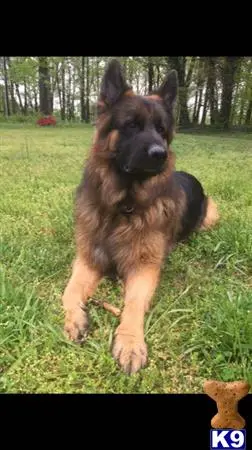 German Shepherd stud dog