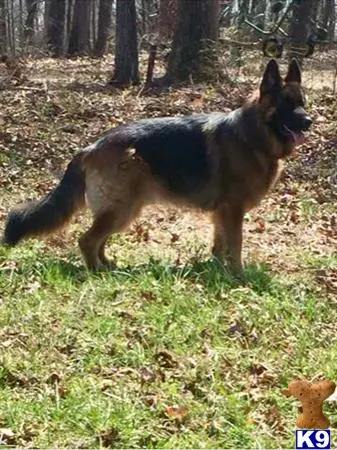 German Shepherd stud dog