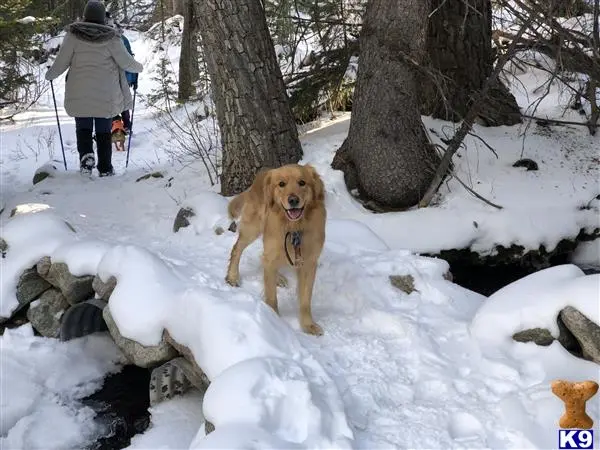 Golden Retriever stud dog