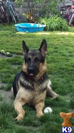 German Shepherd