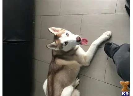 Siberian Husky