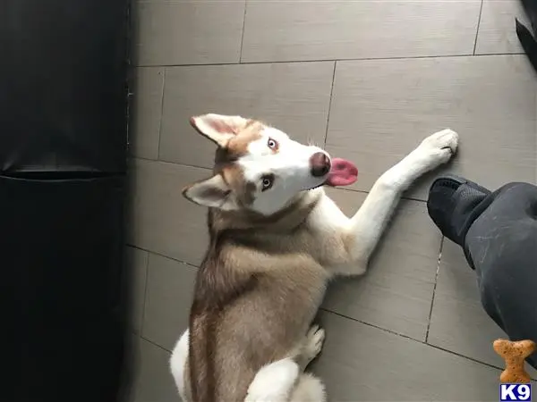 Siberian Husky