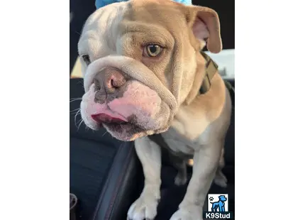 a english bulldog dog with its tongue out