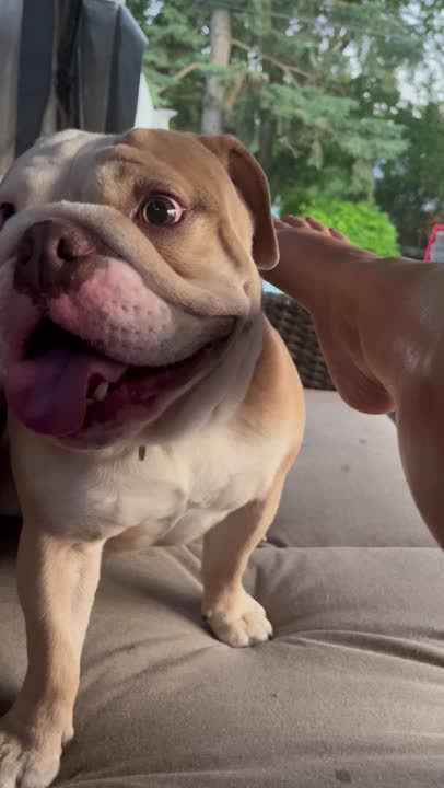 English Bulldog stud dog: Error: Operation returned an invalid status code BadRequest<br/>Stack Trace:    at Microsoft.Azure.CognitiveServices.Vision.ComputerVision.ComputerVisionClient.<DescribeImageInStreamWithHttpMessagesAsync>d__41.MoveNext()
--- End of stack t